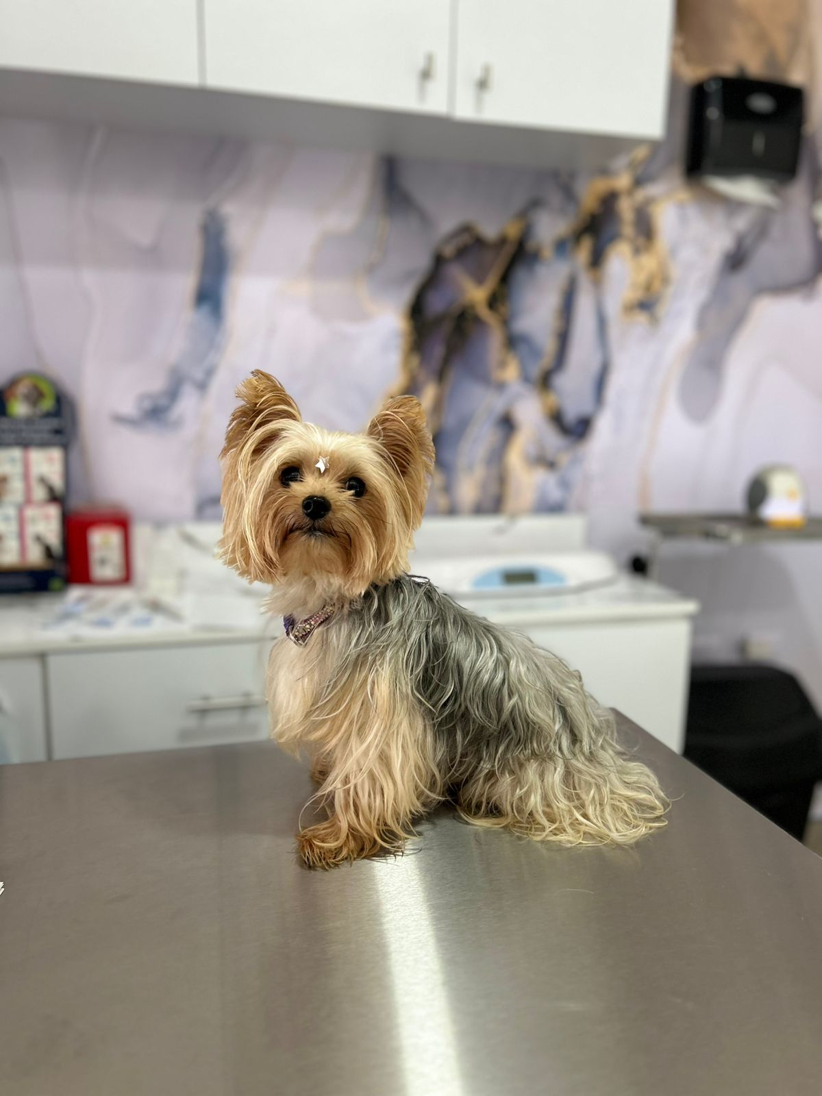 Cliente peludo 9